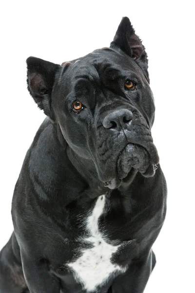 Güzel cane corso köpek — Stok fotoğraf