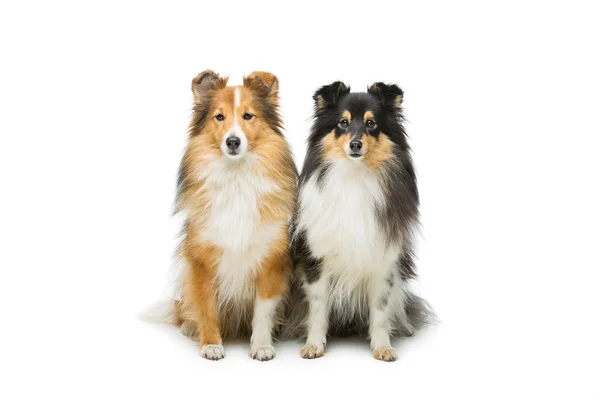Дві собаки Шелті — стокове фото