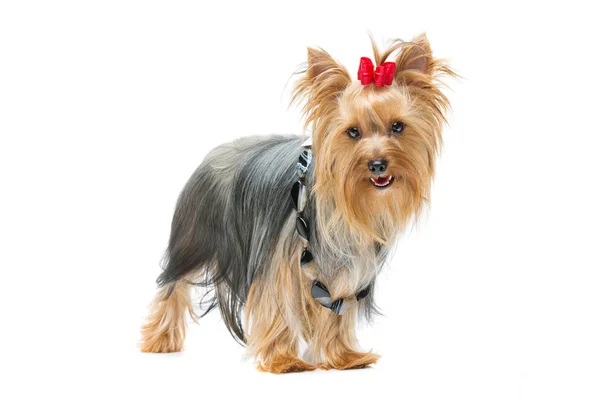 Güzel yorkshire terrier ayakta — Stok fotoğraf