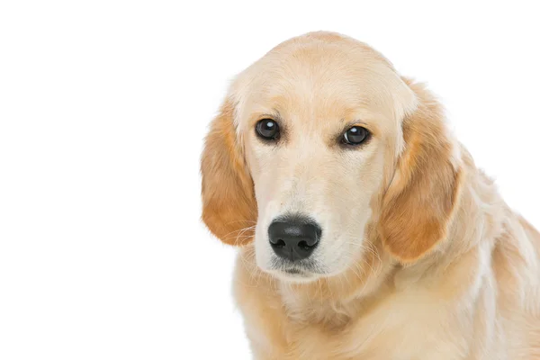 Jovem beautiul golden retriever cão — Fotografia de Stock