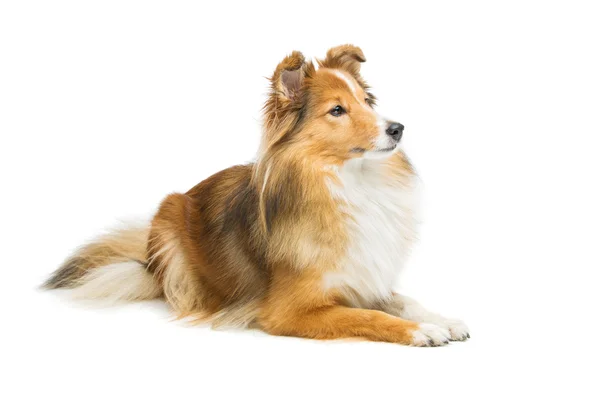 Brown sheltie cão — Fotografia de Stock