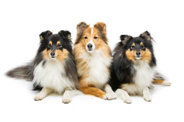 Üç sığınak köpek