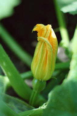 Çiçekli kabak. Arka plan.