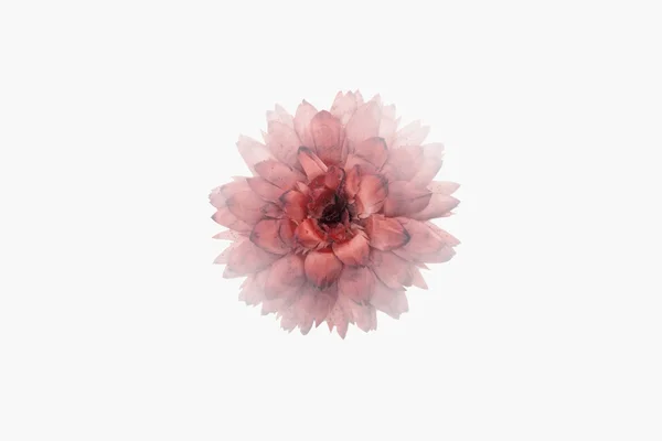 Изолированный сушеный цветок — стоковое фото
