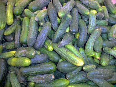 Yeni hasattan bir avuç taze salatalık.