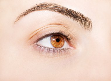 anlayışlı bir görünüm olarak bir kahverengi göz