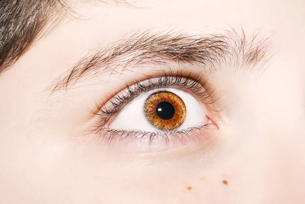 Un regard perspicace sur les yeux de couleur marron — Photo