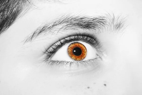 Anlayışlı bir görünüm olarak kahverengi renkli gözler — Stok fotoğraf