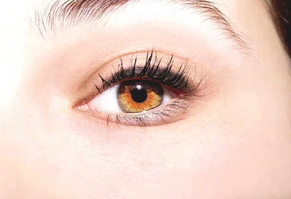 Beautiful insightful look brown eyes — Stock Photo, Image