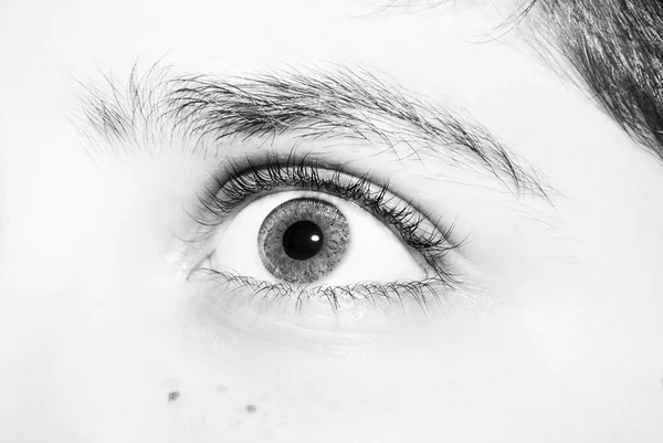 Aan perspicaz olhar bonito olhos bo — Fotografia de Stock