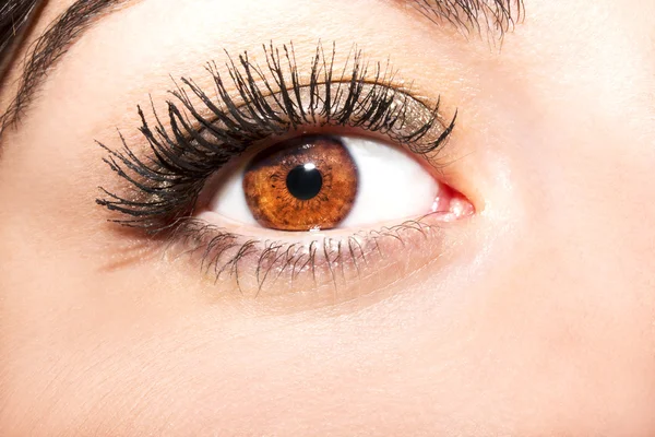 Frau braunes Auge mit extrem langen Wimpern — Stockfoto