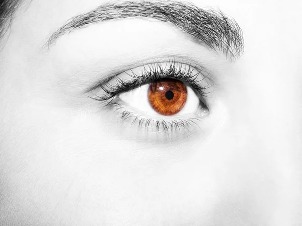 Belo olhar perspicaz olho de mulher marrom — Fotografia de Stock