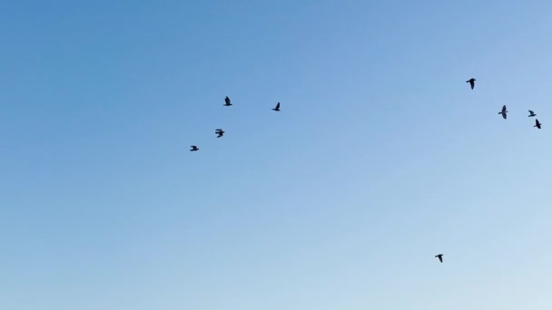 El vuelo de un equipo de pájaros — Vídeos de Stock