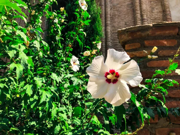 Beutiful blossom white flowers in church yeard.