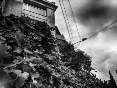 Gökyüzüne karşı eski güzel manzara, yuvarlak yeşil yapraklar. Tiflis 'in eski mahallesi.