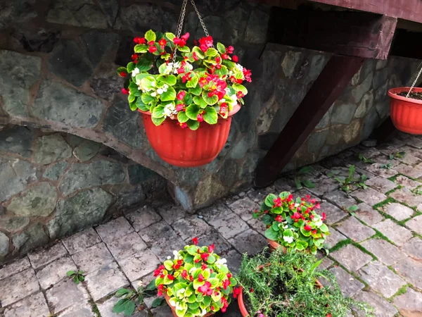 Κόκκινα Λουλούδια Και Πράσινα Φύλλα Στην Αυλή Κοντινό Πλάνο — Φωτογραφία Αρχείου