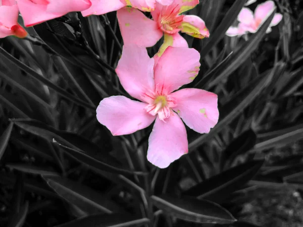 Ροζ Λουλούδια Και Πράσινα Φύλλα Στην Αυλή Κοντινό Πλάνο — Φωτογραφία Αρχείου