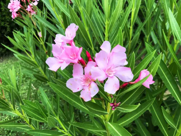 Ροζ Λουλούδια Και Πράσινα Φύλλα Στην Αυλή Κοντινό Πλάνο — Φωτογραφία Αρχείου