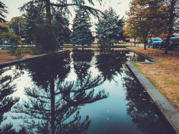 Autunno Nel Parco Alberi Canne Vicino Allo Stagno Riflesso Alberi — Foto Stock