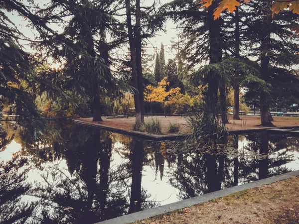 Autunno Nel Parco Alberi Canne Vicino Allo Stagno Riflesso Alberi — Foto Stock