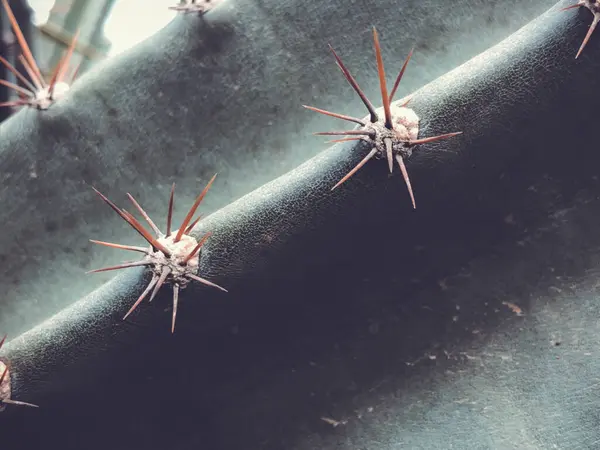 Cacti在大自然中 以色列 宏观射门 — 图库照片