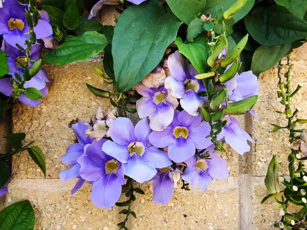Krásné Květiny Pozadí Kamenné Zdi — Stock fotografie