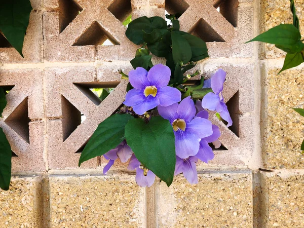 Beautiful Flowers Stone Wall Background — Stock Photo, Image