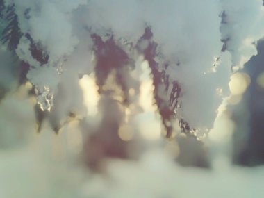 Sarkıtlı ladin karışımı. Karlı manzaranın güzel manzarası. Bakuriani 'de kışın başlangıcı.