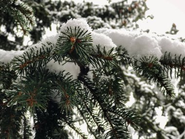 Ağaç şenliği, karda Noel ağaçları. Şehrin sokaklarında kar yağıyor. Bakuriani 'de kışın başlangıcı.