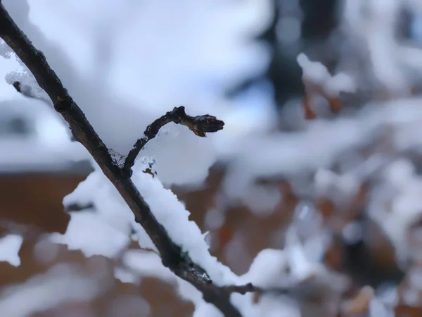 木の春 雪の中でクリスマスツリー 街の通りに雪 バクリアーニの冬の始まり — ストック写真