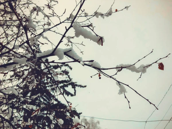 Сприг Дерева Листья Снегу Снег Улице Города Начало Зимы Бакуриани — стоковое фото