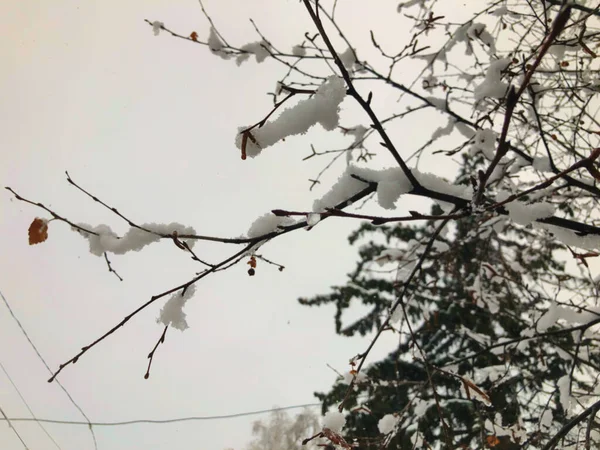 一棵树的枝条 雪地上的树叶 城市街道上的雪 在Bakuriani的冬天开始了 — 图库照片