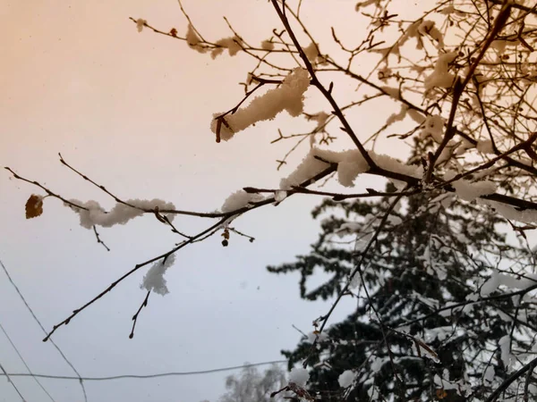 Sprig Van Een Boom Bladeren Sneeuw Sneeuw Straat Van Stad — Stockfoto