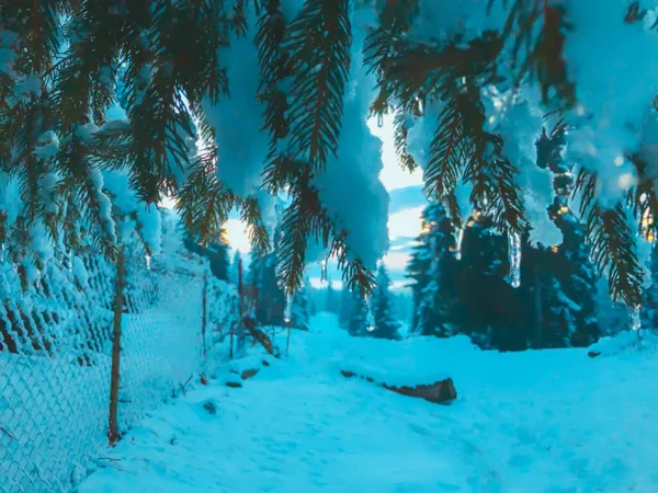 Sprig Spruce Icicles Beautiful View Snowy Landscape Beginning Winter Bakuriani — Stock Photo, Image