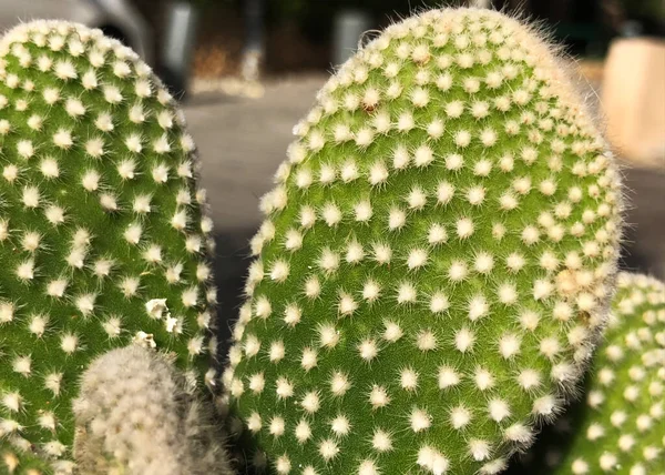 Cactus Printemps Dans Nature Israël Macro Shot — Photo