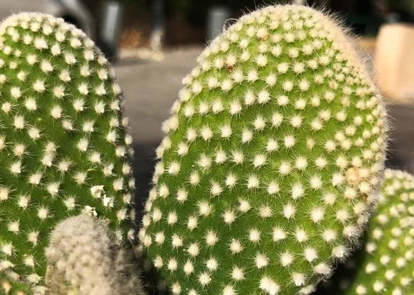 Cacti Primavera Natureza Israel Macro Shot — Fotografia de Stock