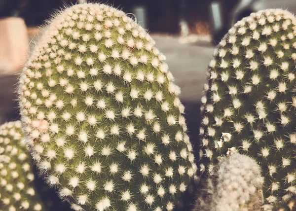 Cacti在大自然中 以色列 宏观射门 — 图库照片