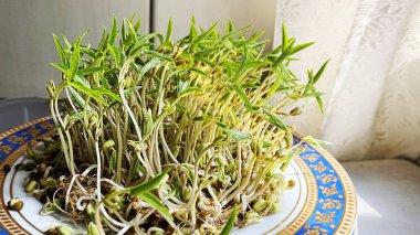 Lezzetli filizlenmiş fasulye. - Evde. Yüksek kalite fotoğraf.