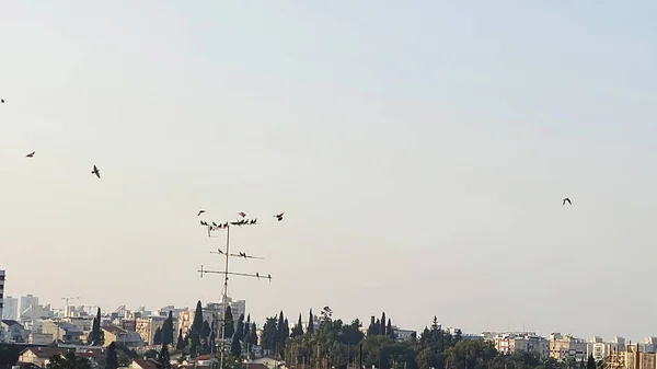 Vista Telhado Edifício Pombos Sentados Antena Telhado Foto Alta Qualidade — Fotografia de Stock