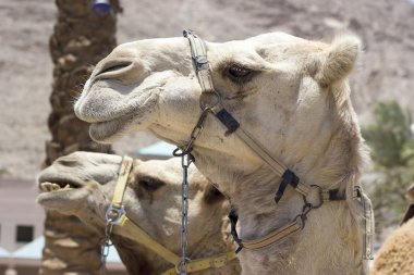 Kudüs'ün eski şehri karşı deve