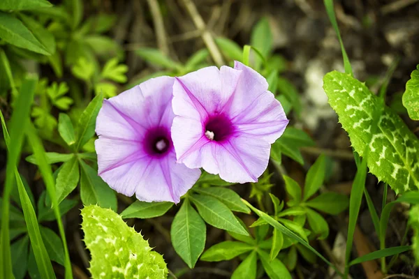 Весенние цветы в Израиле — стоковое фото