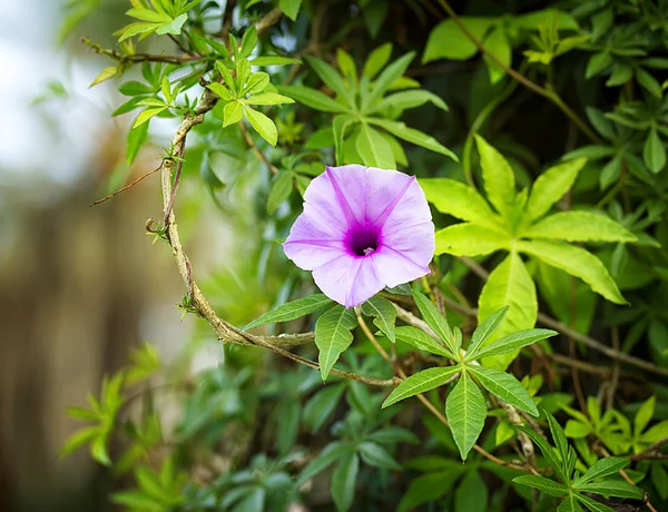 Fleurs de printemps en Israël — Photo