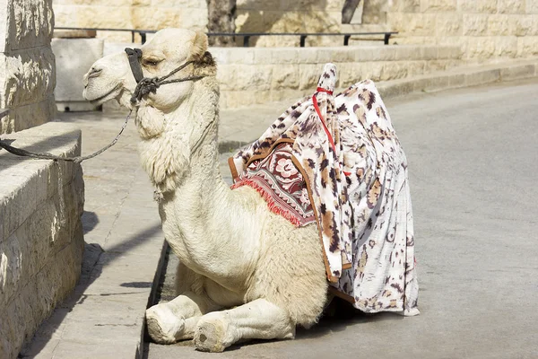 Camel against the old city of Jerusalem — Stock Photo, Image