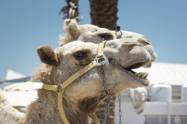 Camel against the old city of Jerusalem — Stock Photo, Image