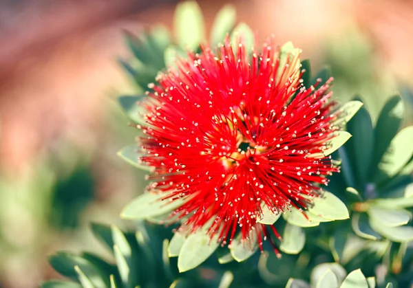 Flores da primavera em Israel — Fotografia de Stock