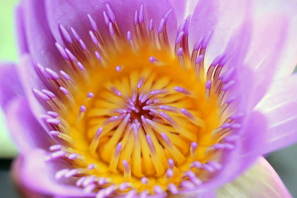 Закрыть для водяной лилии "Nfhaea alba" " — стоковое фото