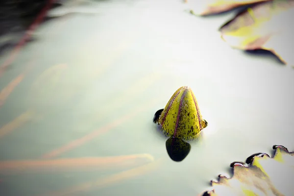 Bir nilüfer "Nymphaea alba için kapatın" — Stok fotoğraf