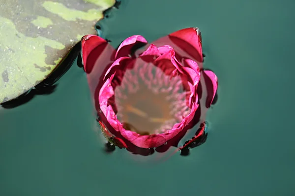 Close to a water lily "Nymphaea alba" — Stock Photo, Image