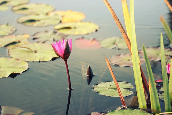 Perto de um lírio de água "Nymphaea alba " — Fotografia de Stock