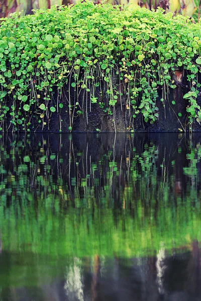 Zahradní rybník — Stock fotografie